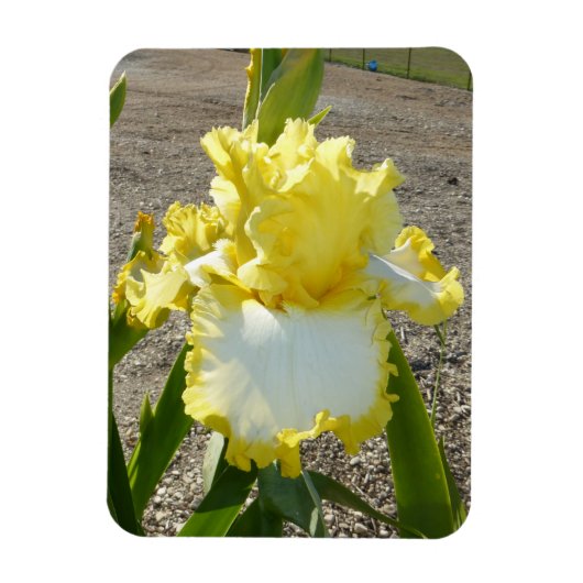 虹彩花磁石 マグネット (縦)