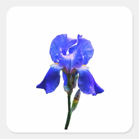 虹彩花 スクエアシール (正面)