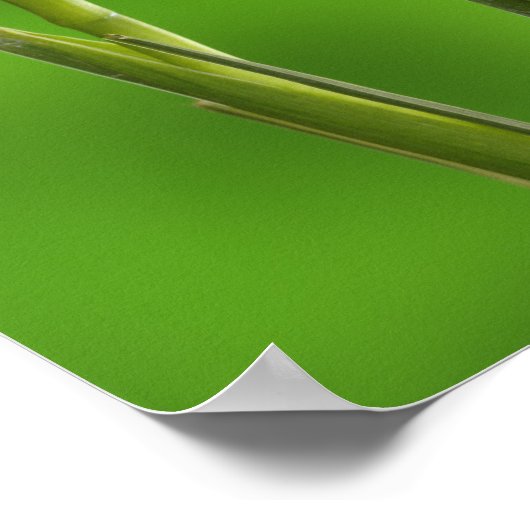 虹彩花 ポスター (角)