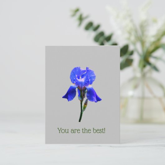 虹彩花 ポストカード (スタンド正面)