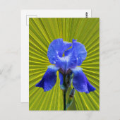虹彩花 ポストカード (正面/裏面)