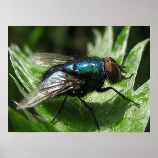 虹彩輝 – 青ボトル ポスター (正面)