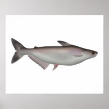 虹色のサメ
