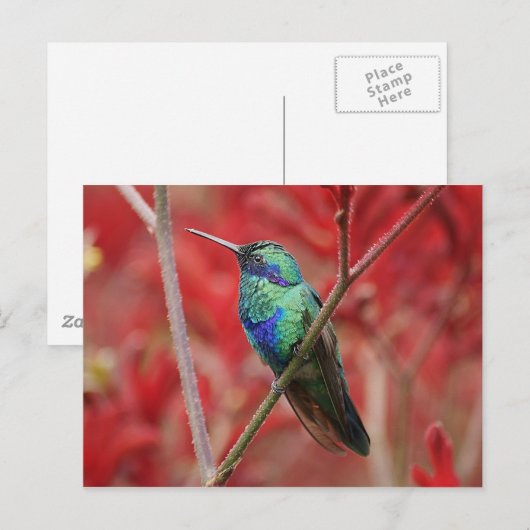 虹色の輝き ポストカード (正面/裏面)