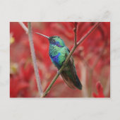 虹色の輝き ポストカード (正面)