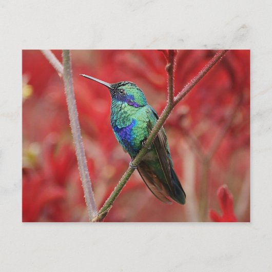 虹色の輝き ポストカード (正面)