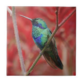 虹色の輝やき タイル (正面)