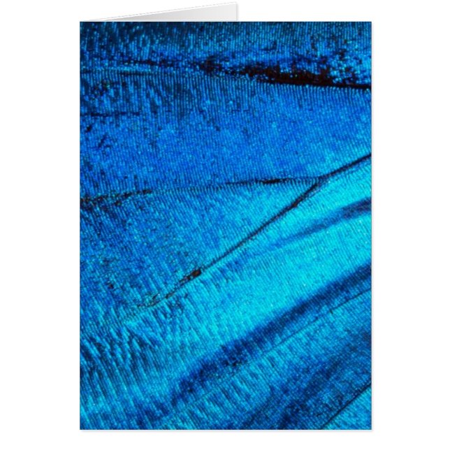 虹色の青い蝶の羽 (正面)