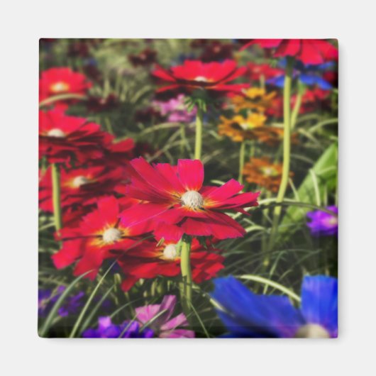 虹色春磁石 マグネット (正面)