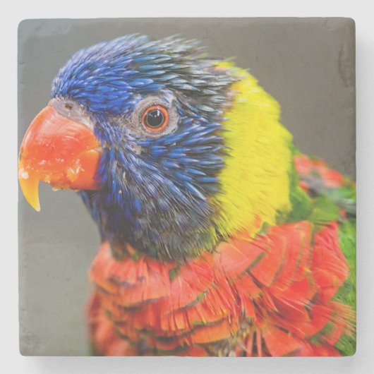 虹Lorikeetのポートレート ストーンコースター (正面)