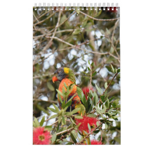 虹LORIKEET田園クイーンズランドオーストラリア カレンダー