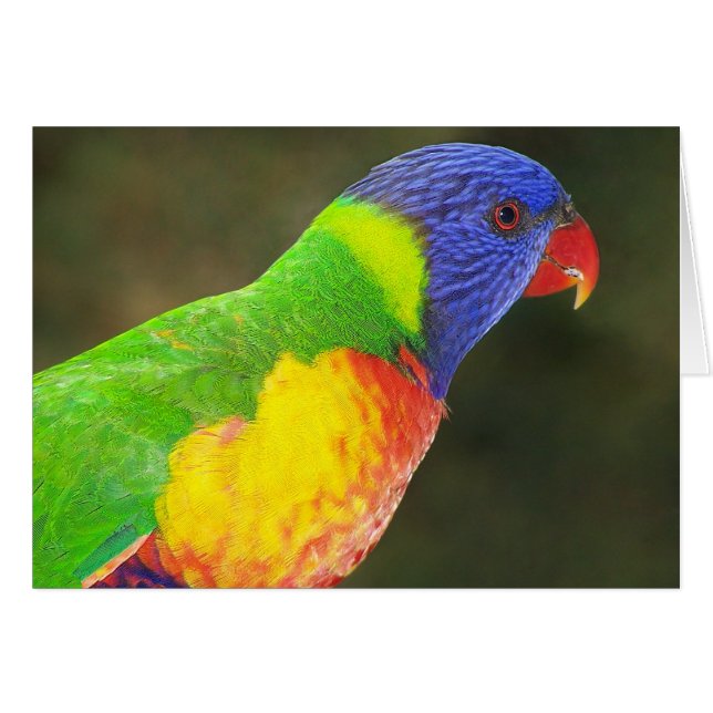 虹Lorikeet (正面横)