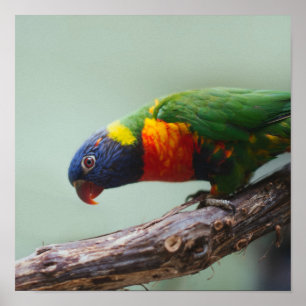 虹Lorikeet ポスター