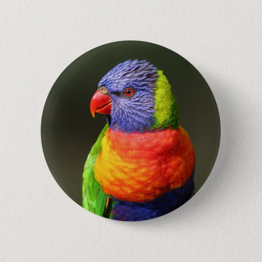 虹Lorikeet 缶バッジ (正面)