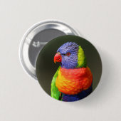 虹Lorikeet 缶バッジ (正面&裏面)