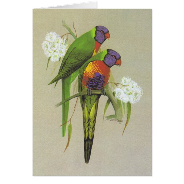 虹Lorikeet - Trichoglossusのhaematodus (正面)