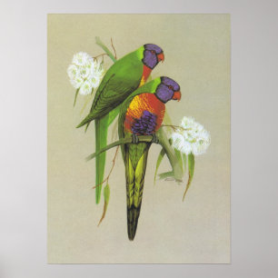 虹Lorikeet - Trichoglossusのhaematodus ポスター