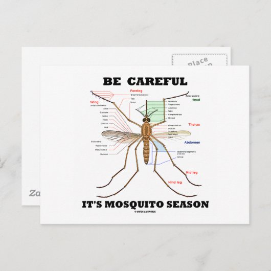 蚊の季節（蚊の解剖学）に気をつけなさい ポストカード (正面/裏面)