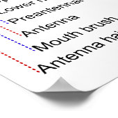 蚊の巣窟の幼虫の図 ポスター (角)