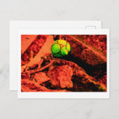 蚊の探険家 ポストカード (正面/裏面)