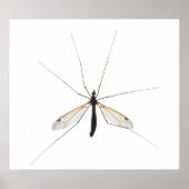 蚊 ポスター (正面)