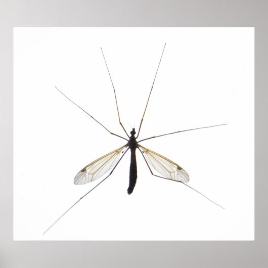 蚊 ポスター (正面)