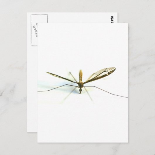 蚊 ポストカード (正面/裏面)