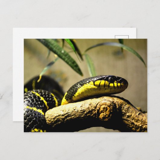 蛇の爬虫類葉書 ポストカード (正面/裏面)
