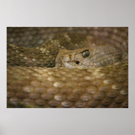 蛇の目 ポスター