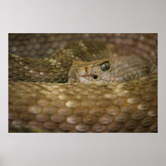 蛇の目 ポスター (正面)