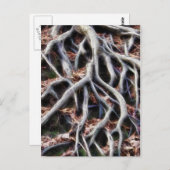 蛇行した木の根 ポストカード (正面/裏面)