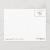 蛇行した木の根 ポストカード (裏面)