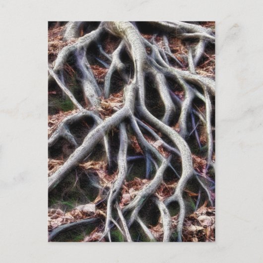 蛇行した木の根 ポストカード (正面)