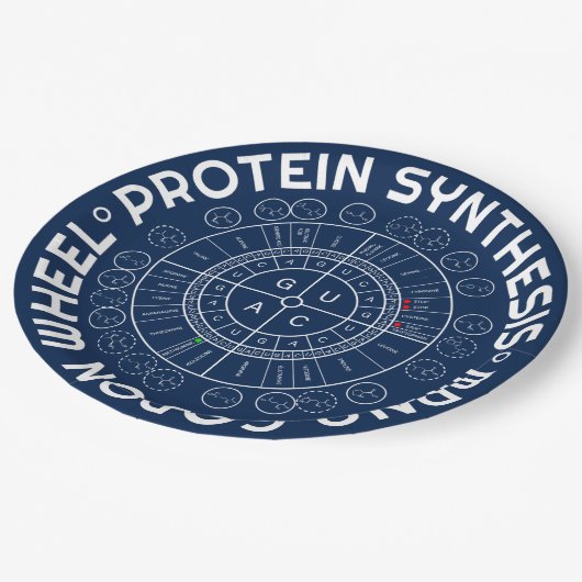 蛋白質の統合-アミノ酸のCODONの車輪へのmRNA ペーパープレート (アングル)