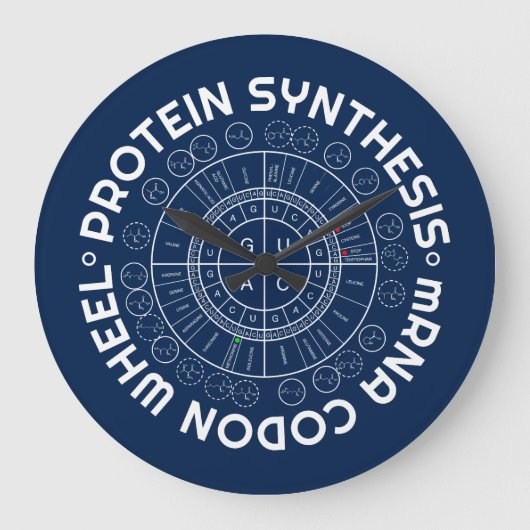 蛋白質の統合-アミノ酸のCODONの車輪へのmRNA ラージ壁時計 (正面)