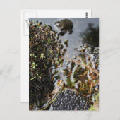 蛙を生み出すポストカードを持つ蛙 ポストカード (正面/裏面)