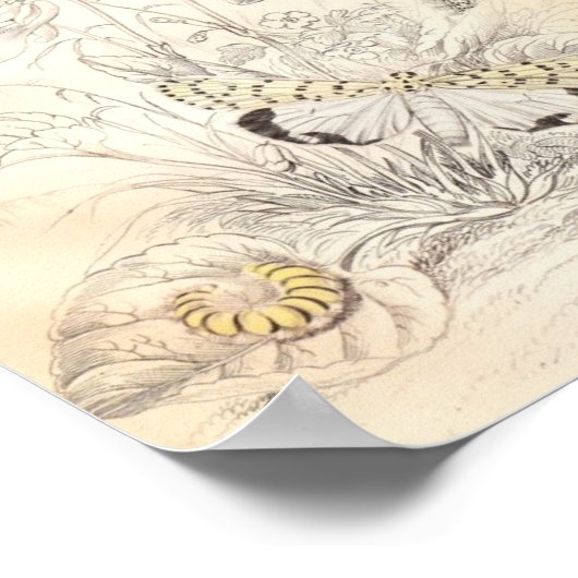 蛾と蝶 ポスター (角)