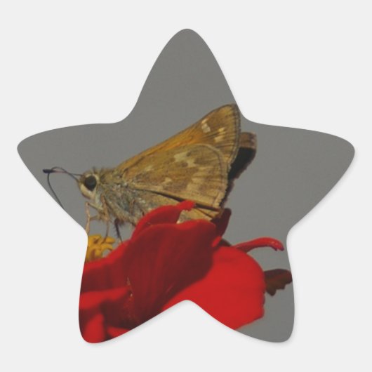 蛾と赤の《植物》百日草 星シール (正面)
