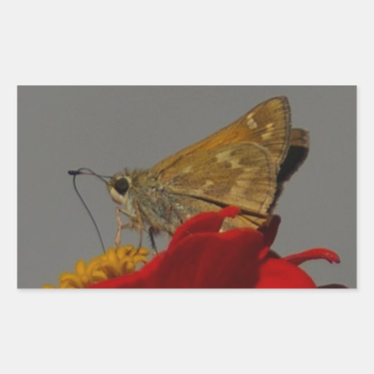 蛾と赤の《植物》百日草 長方形シール (正面)