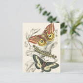 蛾のはがき ポストカード (スタンド正面)