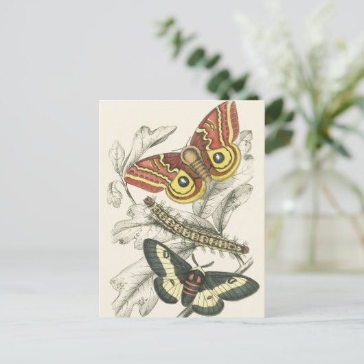 蛾のはがき ポストカード (スタンド正面)