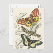 蛾のはがき ポストカード (正面/裏面)