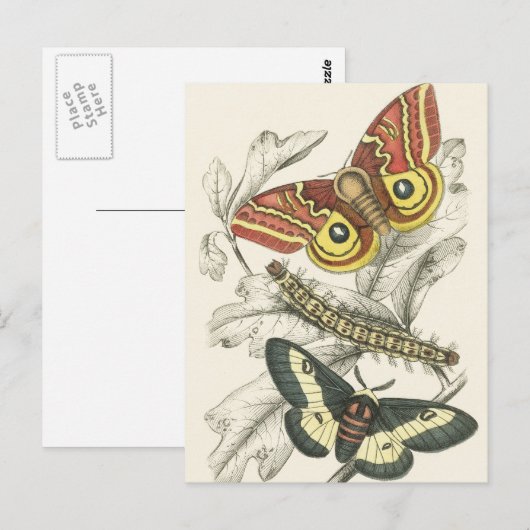 蛾のはがき ポストカード (正面/裏面)