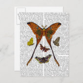 蛾のプレート2 ポストカード (正面/裏面)