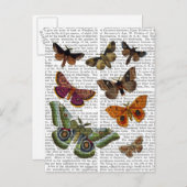 蛾のプレート3 ポストカード (正面/裏面)