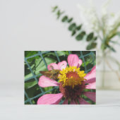 蛾の受粉の花 ポストカード (スタンド正面)