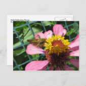 蛾の受粉の花 ポストカード (正面/裏面)