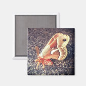 蛾の磁石 マグネット (正面/裏面)