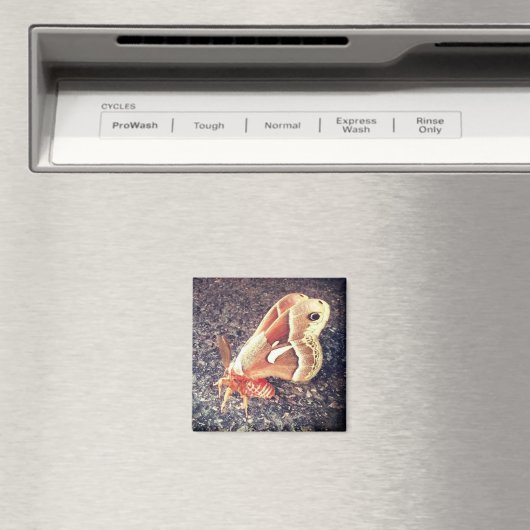 蛾の磁石 マグネット (インサイチュ (食洗機))