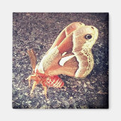 蛾の磁石 マグネット (正面)